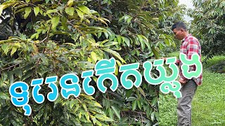 ទុរេនកើតឃ្លុង (មូលហេតុមកពីសត្វល្អិតបំផ្លាញ)