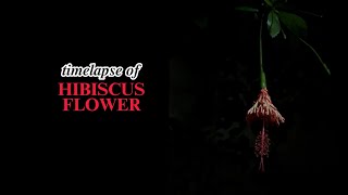 Watch the Stunning Blooming of Hibiscus Schizopetalus | Spider Hibiscus Flower Time-Lapse