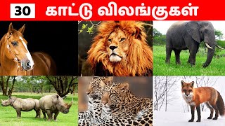 30 காட்டு விலங்குகள் |Learn 30 Tamil Wild Animals Name Video For Kids And Children