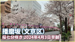 【東京桜開花】花見の名所、文京区播磨坂