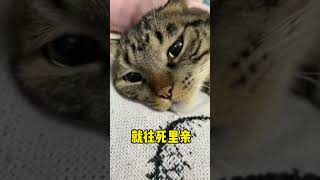 臭卷宝：没人看见我的眼里没有光了吗？有人为我发声吗！#吸猫 #shorts #狸花猫 #臭卷宝