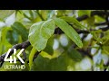 8 HRS Soft Rain and Bird Sounds - 4K Nature Soundscapes Video for Relaxation & Sleep