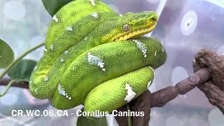 Two Young Northern Emerald Tree Boas (Corallus Caninus)