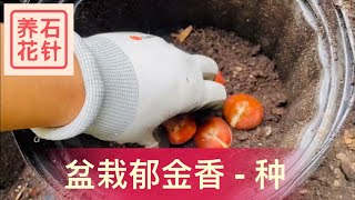 盆栽郁金香 - 为来年春天埋下六颗期待 Tulip in pot