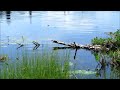 dragonfly mating at hallis lake quesnel