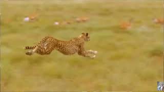 WORLD'S FASTEST ANIMAL FAIL ,Grant's Gazzele take down cheetah with horns, lion