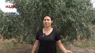 Aydın'da zeytin sezonu başladı! Üretici fiyattan memnun değil