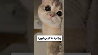 چرا گربه ها گاز می گیرن؟ #facts #shortvideo #reels #twitch #trending #bts #army #funny #cat #cute