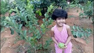 Rambutan innovative farming near athirappilly