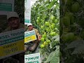 Yuksel Seeds Variety.193-690 yellow fruit Net House/Playhouse mob.8156007440