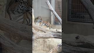 20230318 なんとなくカメラ目線のアムールトラ　神戸市立王子動物園　お寛ぎのところ失礼しました〜