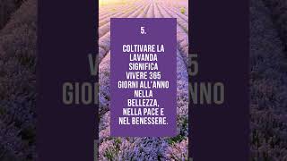 6 buoni motivi per coltivare la lavanda #coltivazionelavanda #lavanda