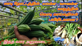 மாடி தோட்டத்தில் October, November மாதத்தில் கொடி காய்கறிகள் பயிரிடலாமா? | terrace garden harvests