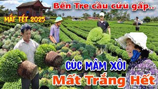 Chấn động làng hoa tết Bến Tre 2025 hàng trăm ngàn chậu Cúc Mâm Xôi bỏ hết dân khổ cầu cứu