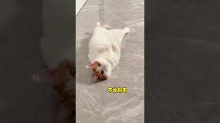 【矮脚虎凸凸】当南方小猫咪第一次体验地暖 #开地暖后的猫咪 #猫冬模式开启