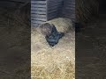 Ayam Cemani chickens