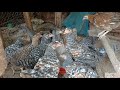 Local Chicken Farming