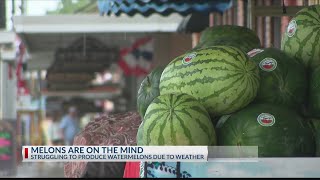 Texas farmers worry weather has damaged watermelon crops