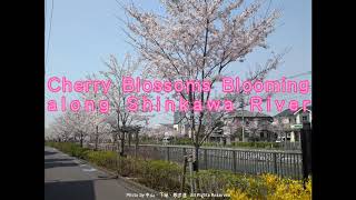 Sakura Blossoms along Shinkawa River in 2020