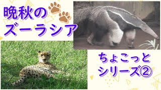 晩秋のズーラシア　ちょこっとシリーズ②