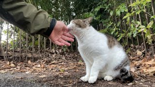 お喋りキジ白猫ちゃんに新年の挨拶に行くとペロペロフミフミが止まらない