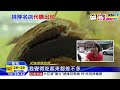 20160909中天新聞　代購「不二家」蛋黃酥　拿「紀家」頂替出包