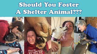 Should You Foster A Shelter Animal?