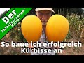 Kürbis erfolgreich selbst anbauen ganz einfach