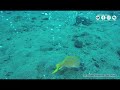 Diving in Underwater Volcano Hotspring Pulau Weh