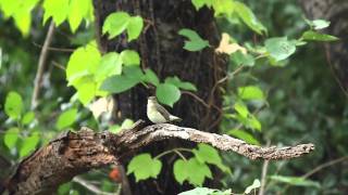 キビタキ♀ 地鳴きしながら虫を捕食