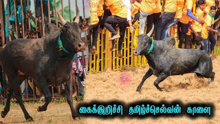 கைக்குறிச்சி தமிழ்ச்செல்வன் காளை | திருச்சி சூரியூர் ஜல்லிக்கட்டு 2024