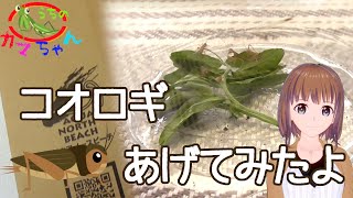 【新　うちのカマちゃん】　赤ちゃんカマキリにヨーロッパイエコオロギをあげてみました！！　　初齢幼虫のお世話　My Favorite Mantis❗❗