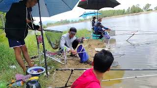 Câu đài. Câu cá cá trắm cỏ thiên nhiên