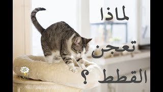 لماذا تتصرف القطط أحيانًا كأنها تعجن شيء ما؟