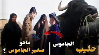 عجائب الجاموس | فوائد حليب الجاموس | ماهو صغير الجاموس ؟|  أسرار وخفايا لاول مرة .