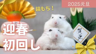 【迎春初回し】あけましておめでとうございます2025～ジャンガリアンハムスター