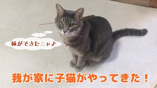 新たに子猫を迎えることにしました！