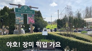 주문장미 픽업은 이렇게, 밴쿠버 장미 농원은 어떨까(Select Roses in Langley), Rose Farm Tour, Rose Preorder in Vancouver