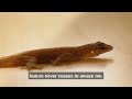 bizarre blood shooting lizard nature s oddity