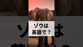 ゾウは英語で？　#shorts #英語 #英単語 #英語学習 #聞き流し #英語リスニング #クイズ #learnenglish #english