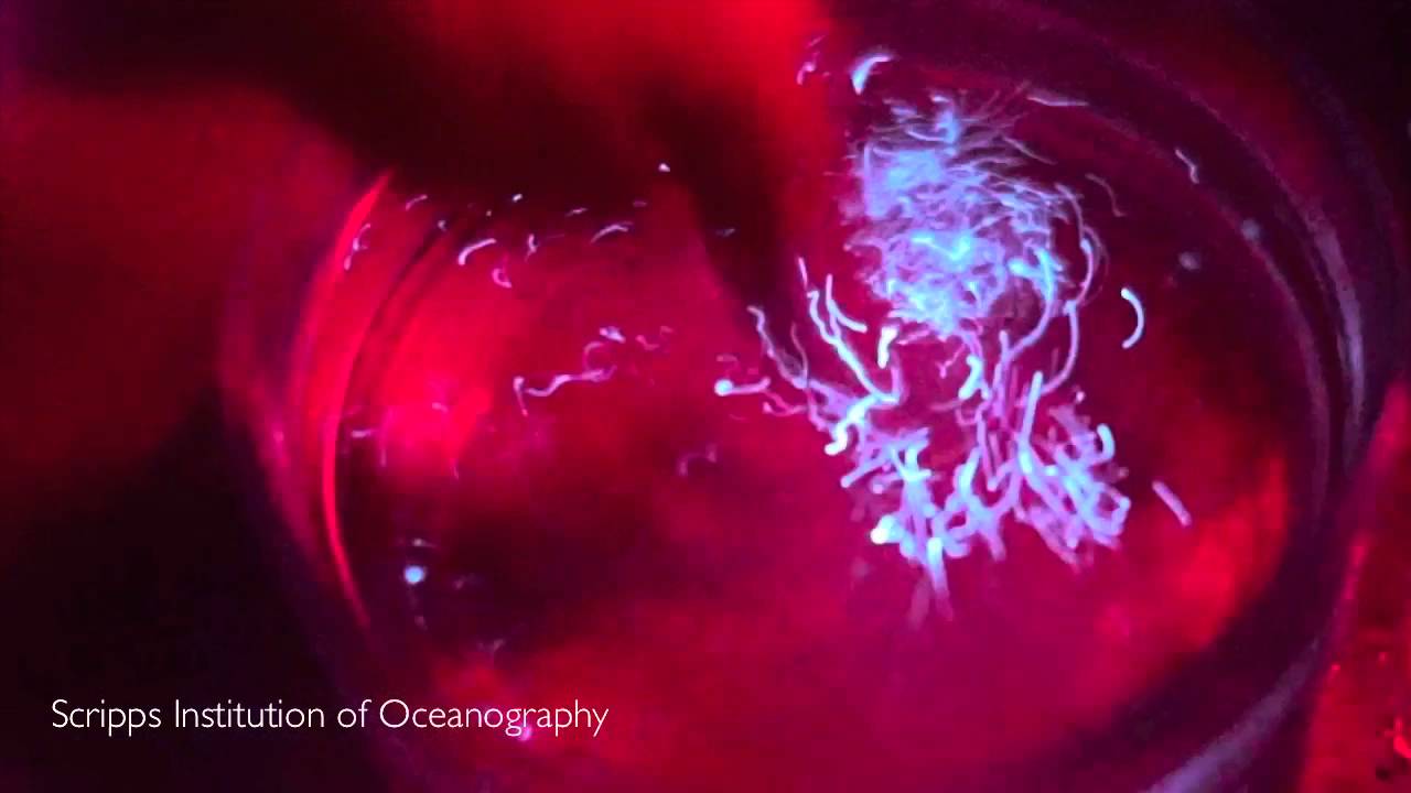 Dinoflagellate Bioluminescence - YouTube