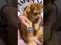 ちゃちゃまるも踊ってみた【ケンチャナ】khÔng sao cẢ 괜찮아 猫動画 cat khongsaoca 保護猫　 ねこ　 猫のいる生活 shorts