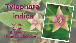 Benefits of Tylophora Plant (Herbal Kisan)