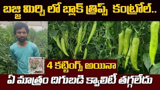 #chilli బజ్జి మిర్చిలో #blackthrips కంట్రోల్,క్వాలిటీ తగ్గలే!! No 1 Quality #Vaayu#yantra #YK Lab