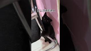 一拔不毛～猫咪 碎嘴子 杨步百 猫咪的迷惑行为 反骨猫