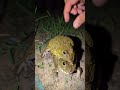 catch a funny frog hug frog funny meme funny frogs compilation for laugh tep longheng funny