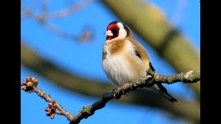 951. Stehlík obecný, European Goldfinch, Stieglitz, Черноголовый щегол, Szczygieł