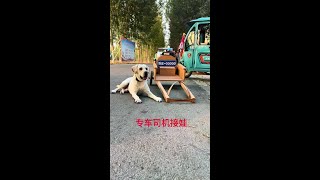 The car is here to pick up the baby😋😋😋#pets #萌宠 #funny #Dog Labrador #cute