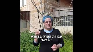 מדוע לחגוג עם העץ דווקא כשהוא עירום? | לט\