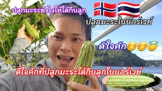 ปลูกผักไทยในนอร์เวย์11. ปลูกมะระจีนใด้กินเป็นลูกแรกในนอร์เวย์ 🇳🇴 EP41. Ning Brevik